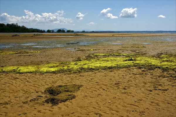 Trüben Algen in Madagaskar — Stockfoto