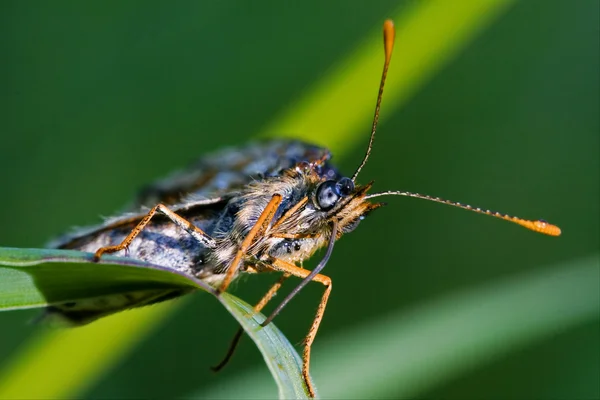 Přední divokých hnědá oranžová — Stock fotografie