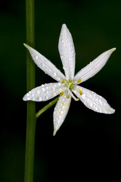 Bílý květ Česnek medvědí — Stock fotografie