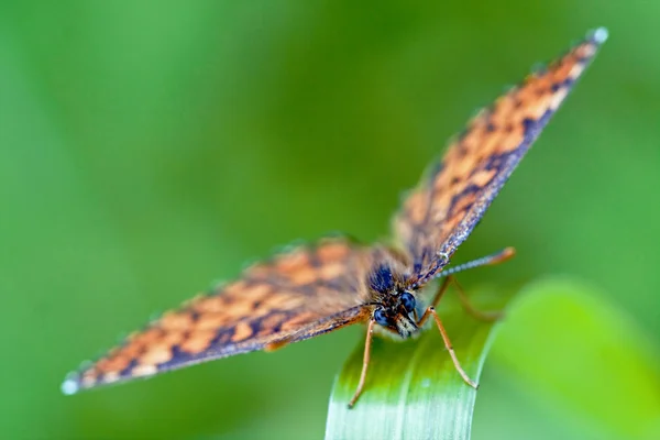 Przodu dziki brązowy, pomarańczowy motyl — Zdjęcie stockowe