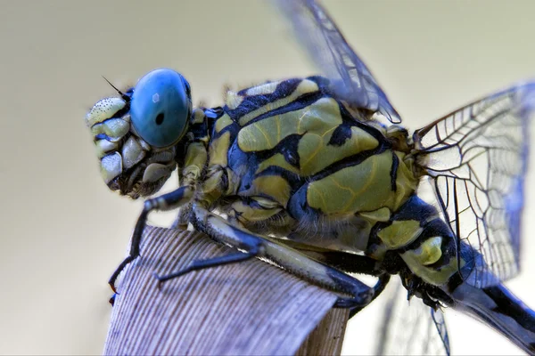 Preto amarelo libélula anax imperator — Fotografia de Stock
