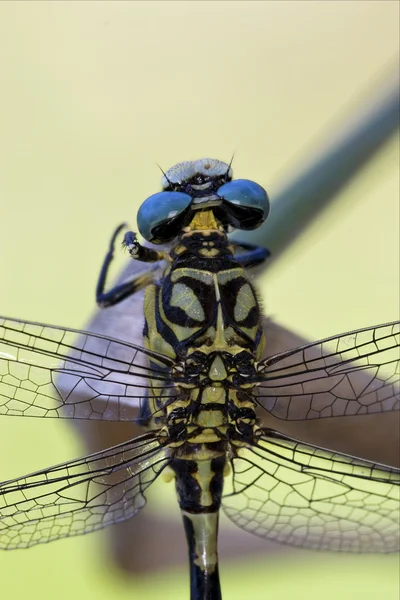Parte de trás da libélula amarela preta selvagem — Fotografia de Stock