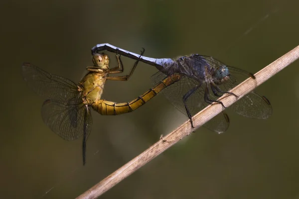 Reprodução de duas libélulas azuis amarelas selvagens — Fotografia de Stock