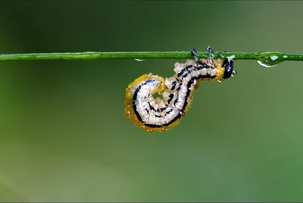 Caterpillar gebogen — Stockfoto