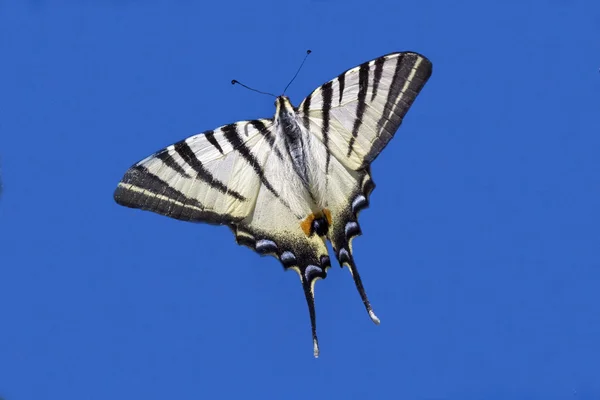 Fliegen in den blauen Himmel — Stockfoto