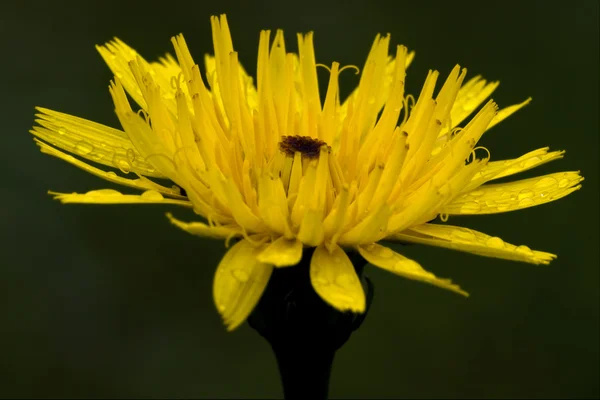 Yellow hieracium sylvaticum — Stock Photo, Image