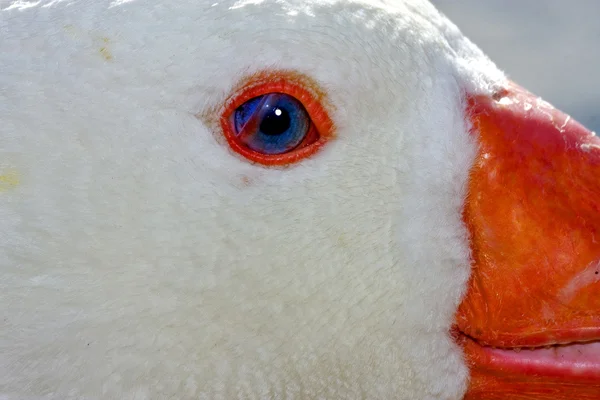 Branco pato whit azul olho na argentina — Fotografia de Stock