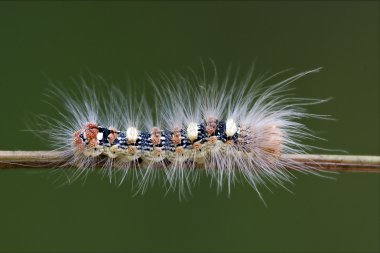 Caterpillar Bush