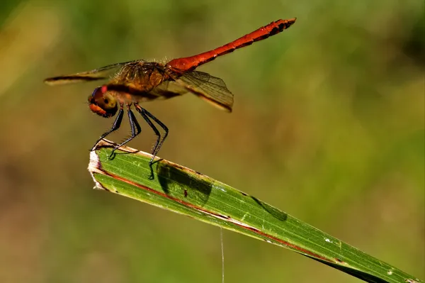 Red dragonfly on a piece of leaf — Stock Photo, Image