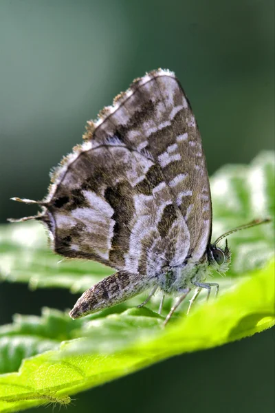 Дикая бурая бабочка — стоковое фото