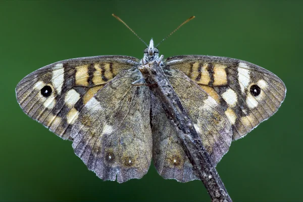 Přední divoký hnědý šedý oranžový motýl — Stock fotografie