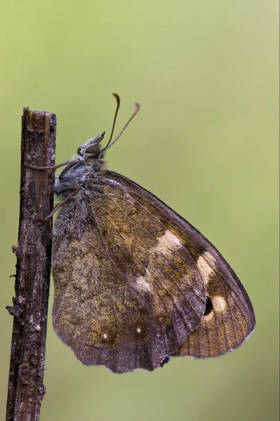 Seite des Schmetterlings — Stockfoto