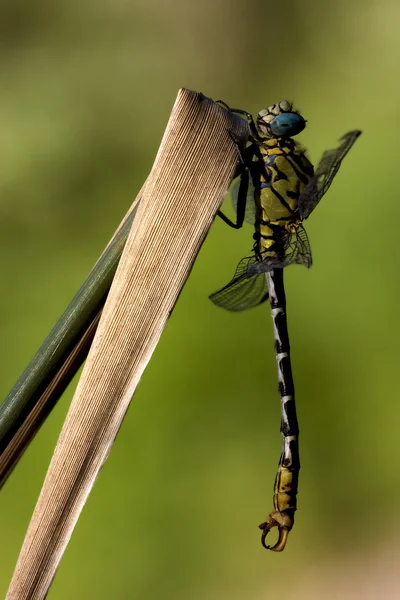 Dragonfly anax επιτακτικός σε ένα φύλλο — Φωτογραφία Αρχείου