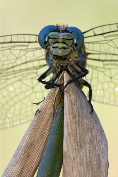 Front of wild yellow anax imperator — Stock Photo, Image