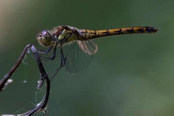 Side of wild yellow black dragonfly — Stock Photo, Image