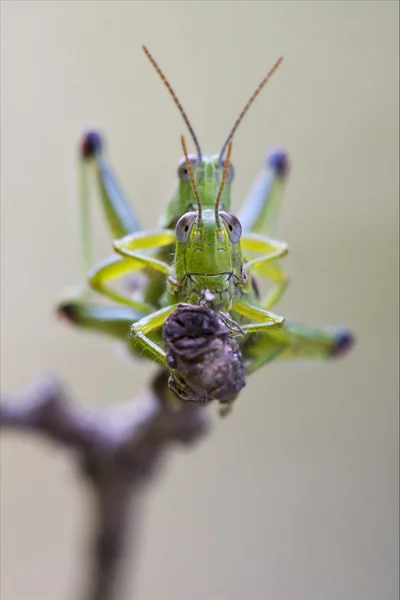 섹스 하는 두 메뚜기의 정면 가까이 — 스톡 사진