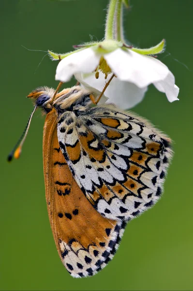 Side of wild brown white orange butterfly — Stock Photo, Image