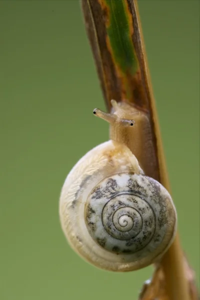 Head of wild brown snail — Stock Photo, Image