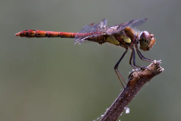 Red yellow dragonfly — Stock Photo, Image