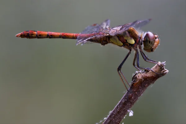 Libellula gialla rossa — Foto Stock