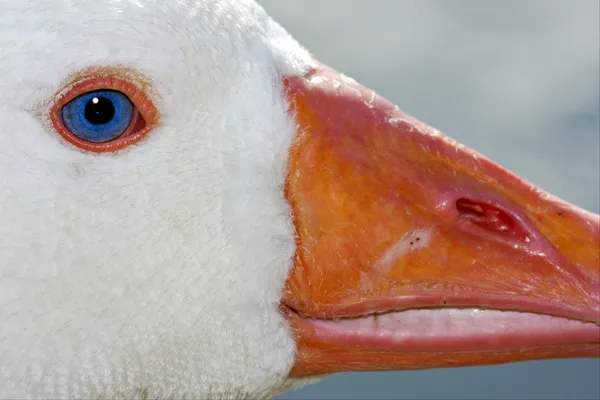 Weiße Ente mit blauem Auge in buenos aires — Stockfoto