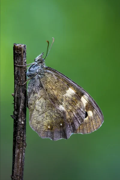 Wild grey butterfly — Stock Photo, Image