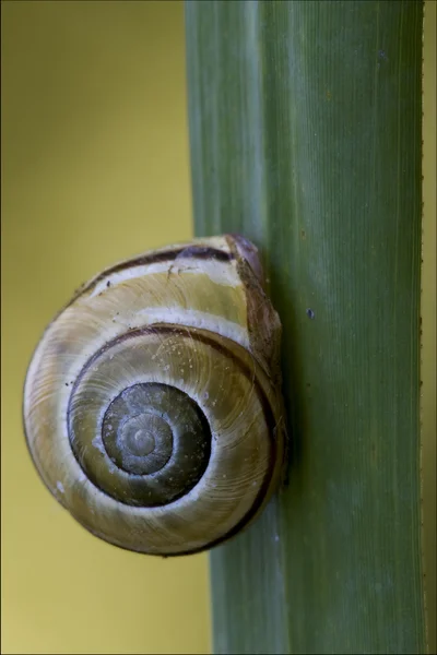 Gastropoda phyla minori — Stock Photo, Image