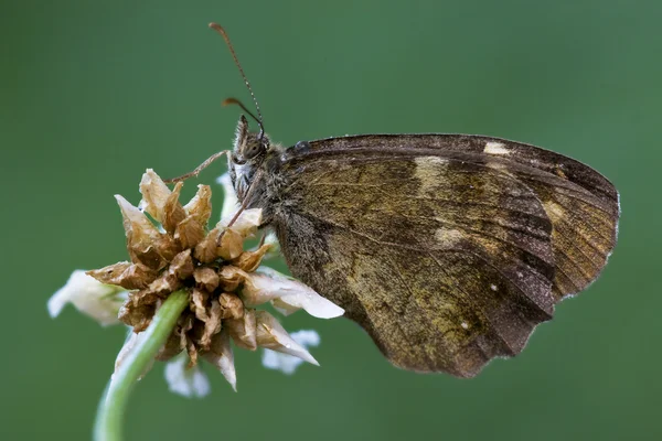 Farfalla marrone su un fiore — Foto Stock