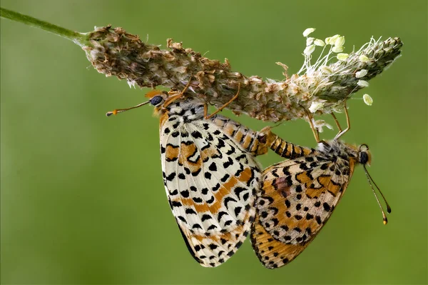 Orange butterfly having sex — Stock Photo, Image