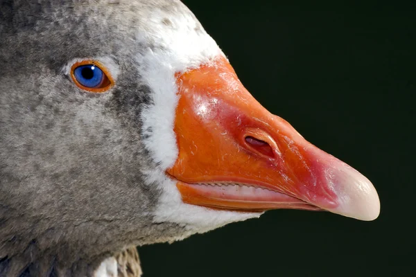 Canard gris en argentine — Photo