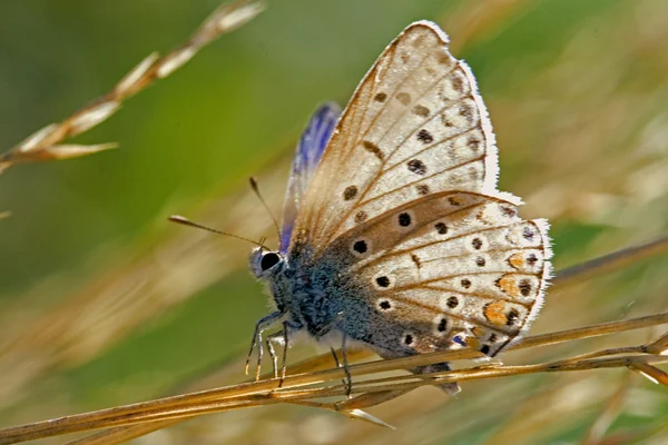 Dziki brązowy, pomarańczowy motyl — Zdjęcie stockowe