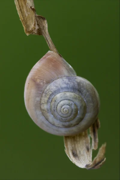 Phyla minori on a green leaf — Stock Photo, Image