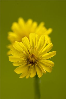 picridium vulgare