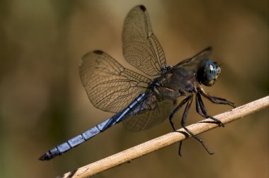 Brachytron pratense