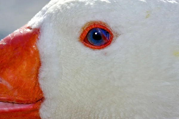 Branco pato whit azul olho na argentina — Fotografia de Stock