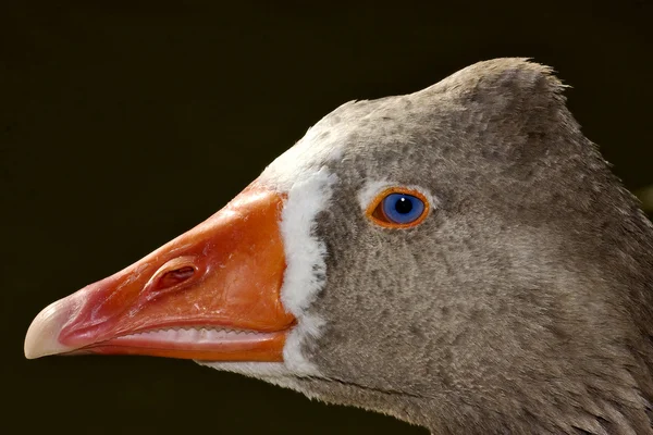 Braune Ente mit blauem Auge — Stockfoto