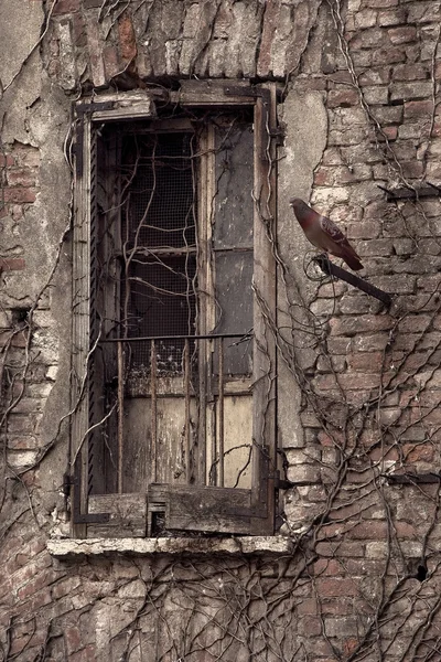 Fenster und Taube — Stockfoto