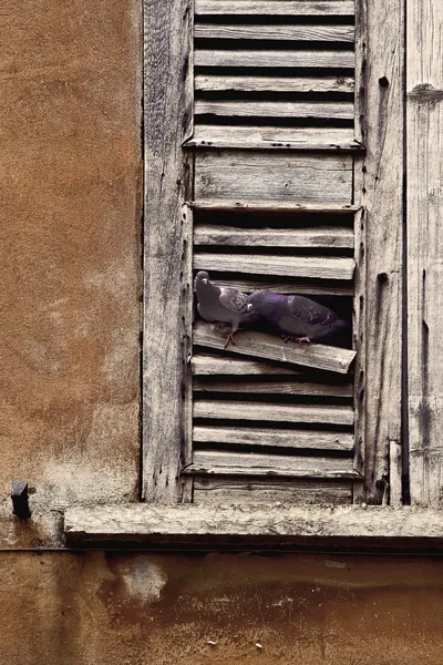 Ventana y palomas —  Fotos de Stock