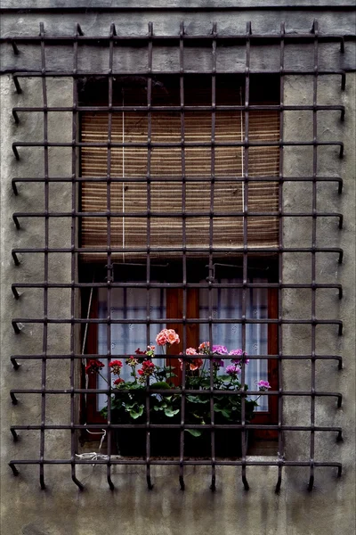 Grate and flowers — Stok fotoğraf