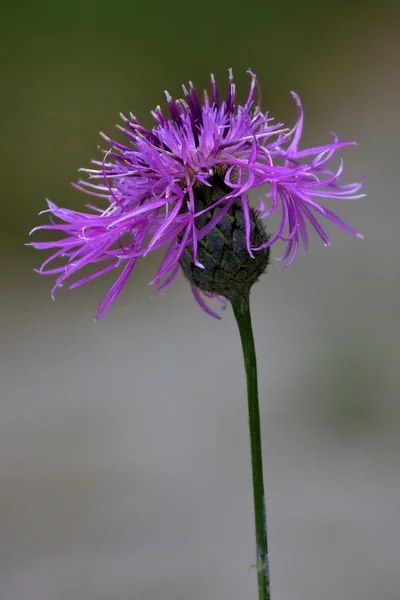 Serratula cichoracea — Photo