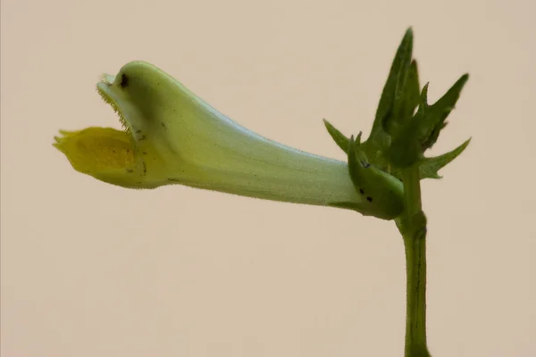 Yellow medicago falcata leguminose — Stock Photo, Image