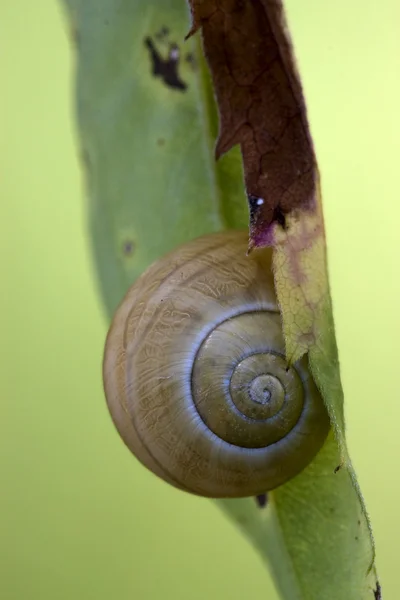 Brown snail gastropoda phyla minori — Stock Photo, Image