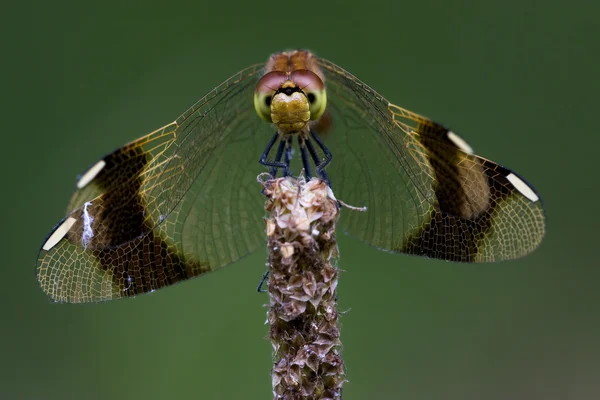 Fronte della libellula nera gialla selvaggia — Foto Stock