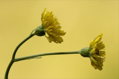 Hieracium Sylvaticum