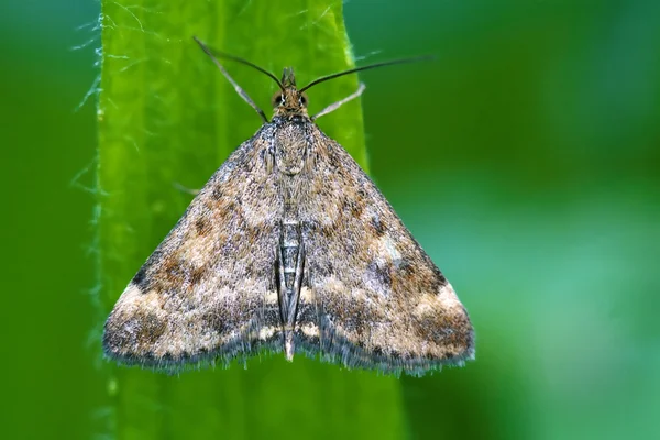 Wilder brauner weißer Schmetterling auf einem grünen Blatt — Stockfoto