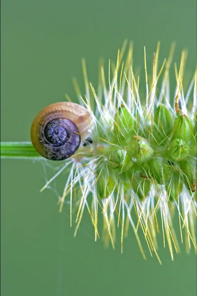 Snail on a flower — Stock Photo, Image