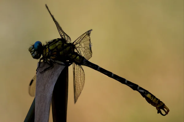 Gelbe Libelle anax imperator — Stockfoto