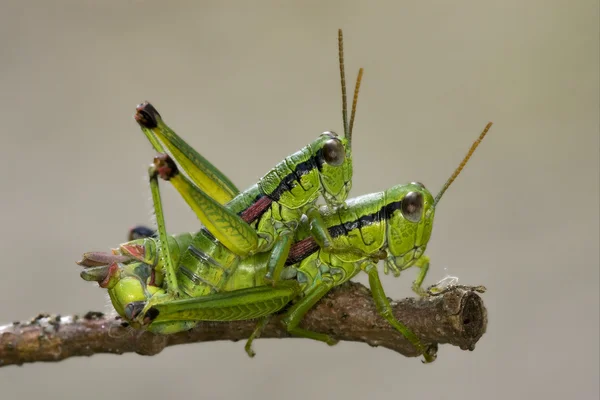 Detailní záběr dvou kobylka — Stock fotografie