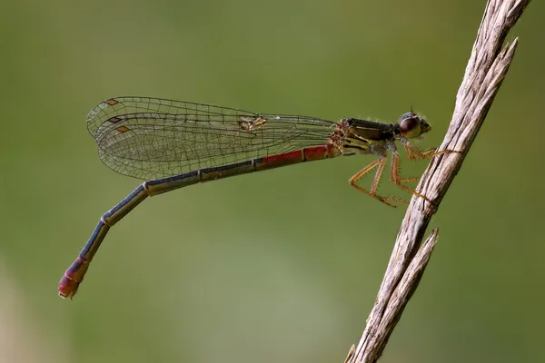 Κόκκινο dragonfly puella coenagrion — Φωτογραφία Αρχείου