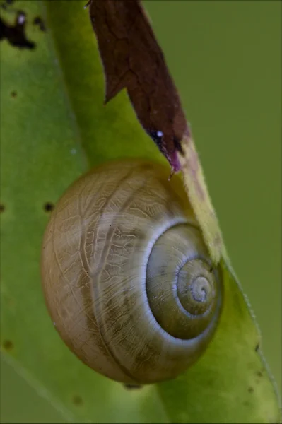Snail gastropoda phyla minori — Stock Photo, Image